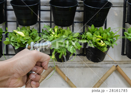 Watering to Dave plant 28161785