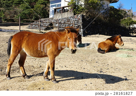与那国馬 与那国馬 28161827