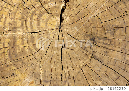 Yellow brown color tree ring background 28162230