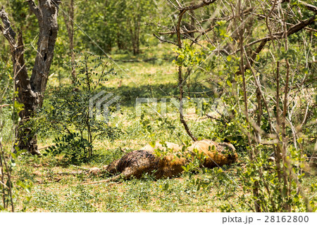 Dying Female African Lion 28162800