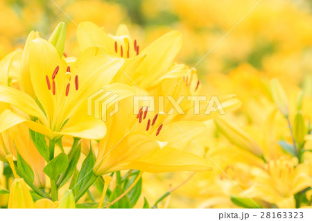 ゆり 品種(セラダ) ゆり 品種(セラダ) 28163323