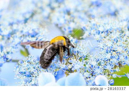 クマバチの蜜集め アジサイ の写真素材