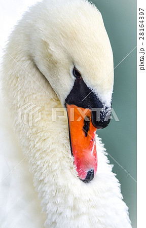 Portrait of a shy Mute swan (Cygnus olor). 28164397