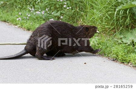 Photo of a Canadian beaver heading to grass 28165259