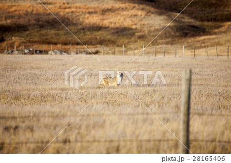 Coyote in Saskatchewan 28165406
