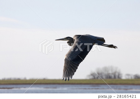 Blue Heron Saskatchewan 28165421