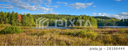 Boreal forest marsh & woodland wilderness country. 28166444