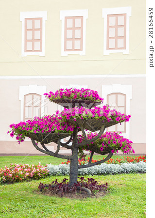 Flower pots with petunia on tree. 28166459
