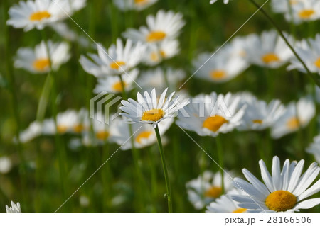 お花 お花 28166506