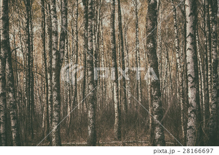 Dark moody forest 28166697