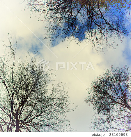 Sky with clouds and trees 28166698
