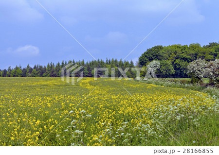Yellow flowering rapeseed field with wildflowers Yellow flowering rapeseed field with wildflowers 28166855