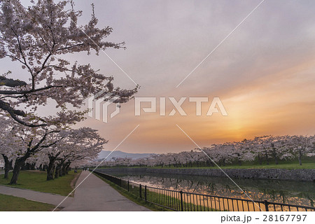 満開で美しい桜 満開で美しい桜 28167797