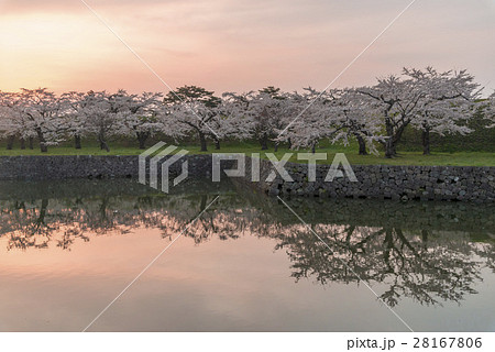 満開で美しい桜 28167806