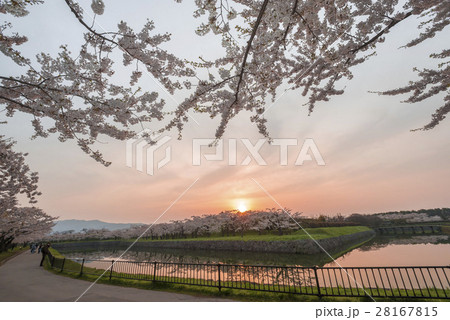 満開で美しい桜 28167815
