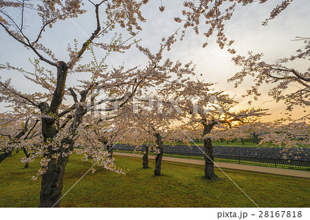 満開で美しい桜 満開で美しい桜 28167818