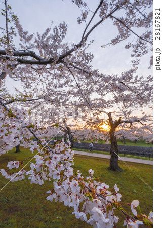満開で美しい桜 満開で美しい桜 28167821