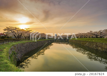 満開で美しい桜 28167824
