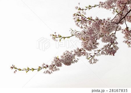 満開で美しい桜 満開で美しい桜 28167835