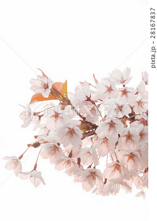 満開で美しい桜 28167837