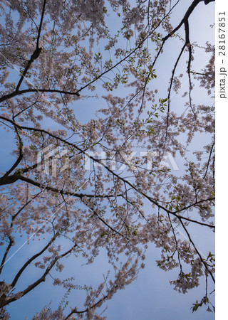 満開で美しい桜 満開で美しい桜 28167851