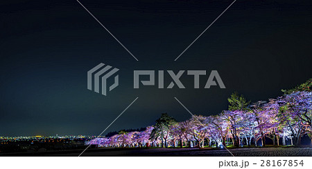 満開で美しい桜 28167854