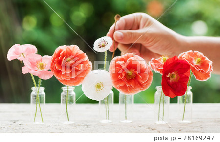 poppy flowers 28169247