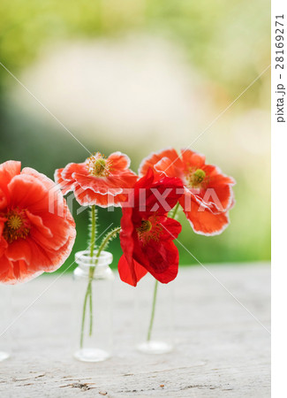 poppy flowers 28169271