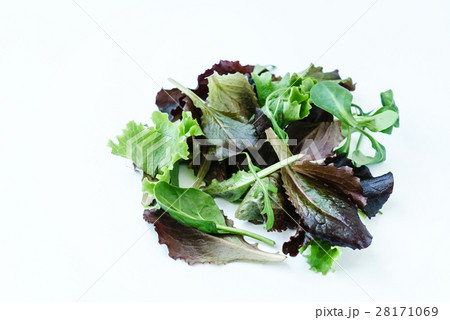 salad leaves salad leaves 28171069