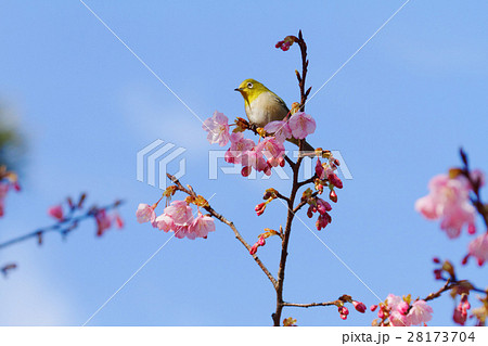 咲き始めの琉球寒緋桜にメジロ 28173704