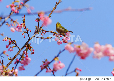 咲き始めの琉球寒緋桜にメジロ 咲き始めの琉球寒緋桜にメジロ 28173707