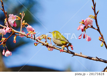 咲き始めの琉球寒緋桜にメジロ 咲き始めの琉球寒緋桜にメジロ 28173828