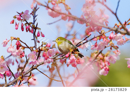 咲き始めの琉球寒緋桜にメジロ 28173829