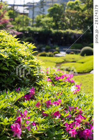 妙心寺退蔵院、余香苑のツツジ 28174379