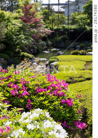 妙心寺退蔵院、余香苑の紅白ツツジ 28174380