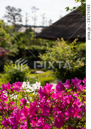 妙心寺退蔵院、余香苑のツツジ 28174383