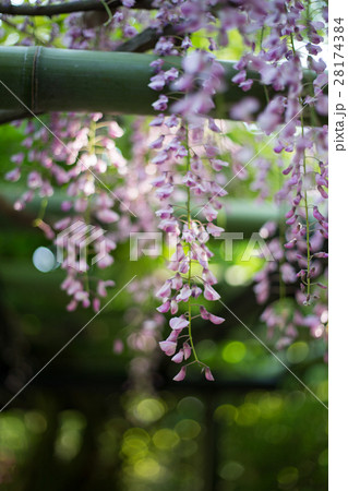 妙心寺退蔵院、余香苑の藤棚 28174384
