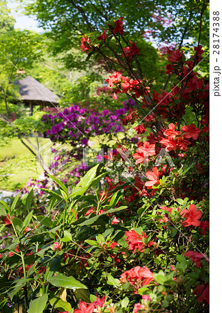 妙心寺退蔵院、余香苑の春 28174388