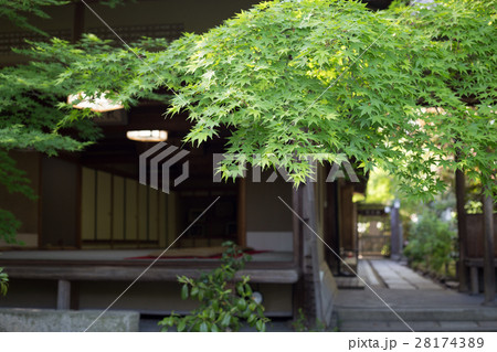 妙心寺退蔵院、茶席・大休庵に楓の新緑 28174389