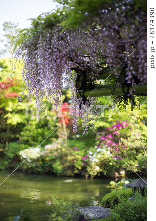 妙心寺退蔵院、藤棚の下から余香苑の池を眺める 28174390