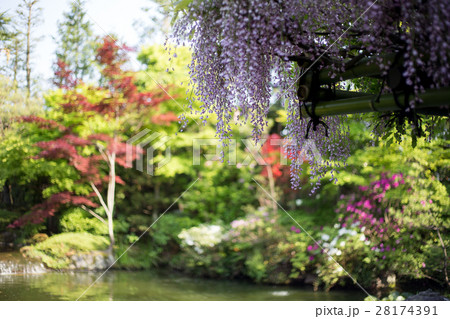 妙心寺退蔵院、藤棚の下から余香苑の池を眺める 28174391