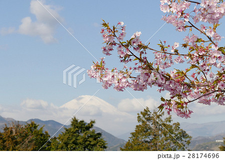 河津桜　富士山 28174696
