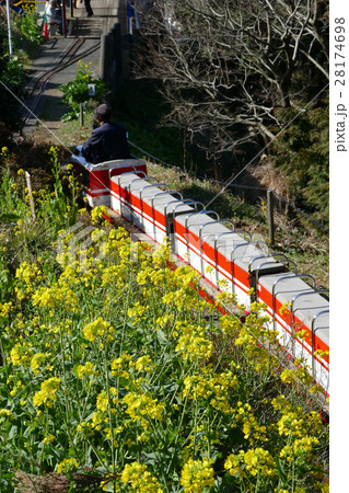 河津桜　ロマンスカー 28174698