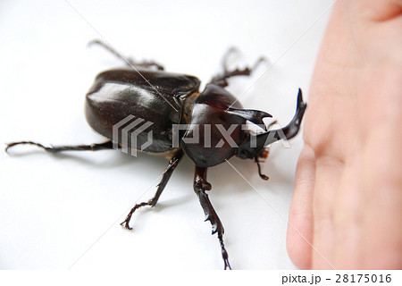 手とカブトムシ 28175016