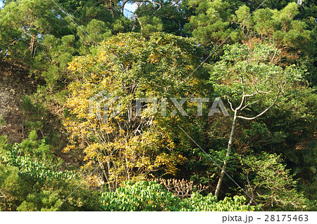 木 ツリー 樹 28175463