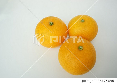 八朔 みかん 八朔 みかん 28175696