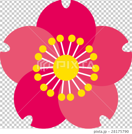 簡單的梅花開花圖 28175790