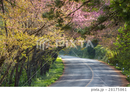 Scenic road with cheery blossom Scenic road with cheery blossom 28175861