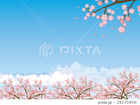桜　青空イメージイラスト 28175950