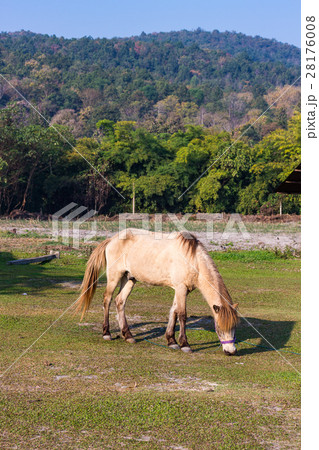 Horses in the field 28176008